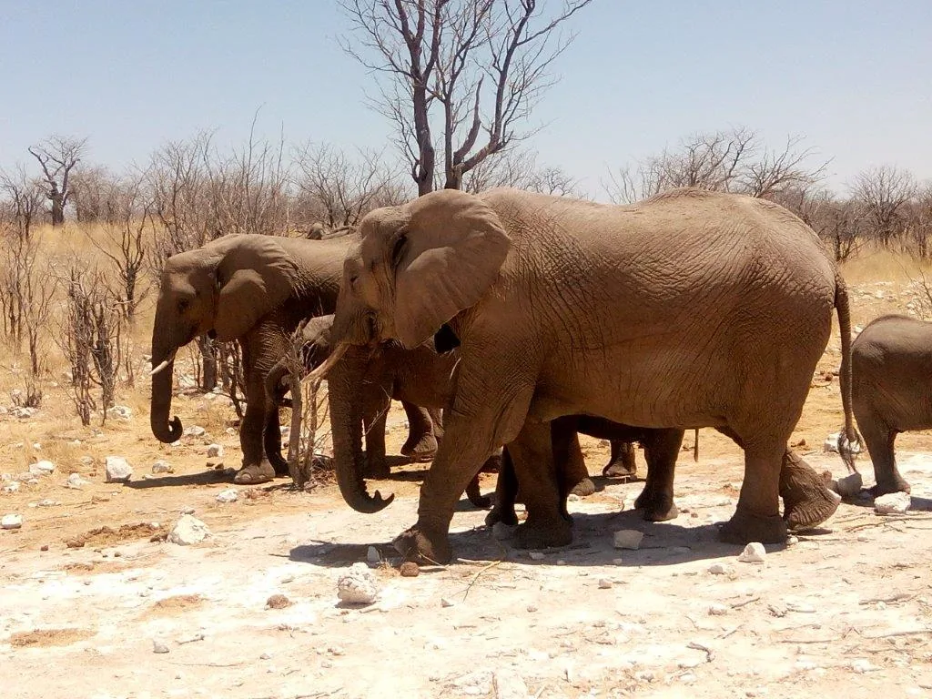 Elephants gathered in Etosha National Park