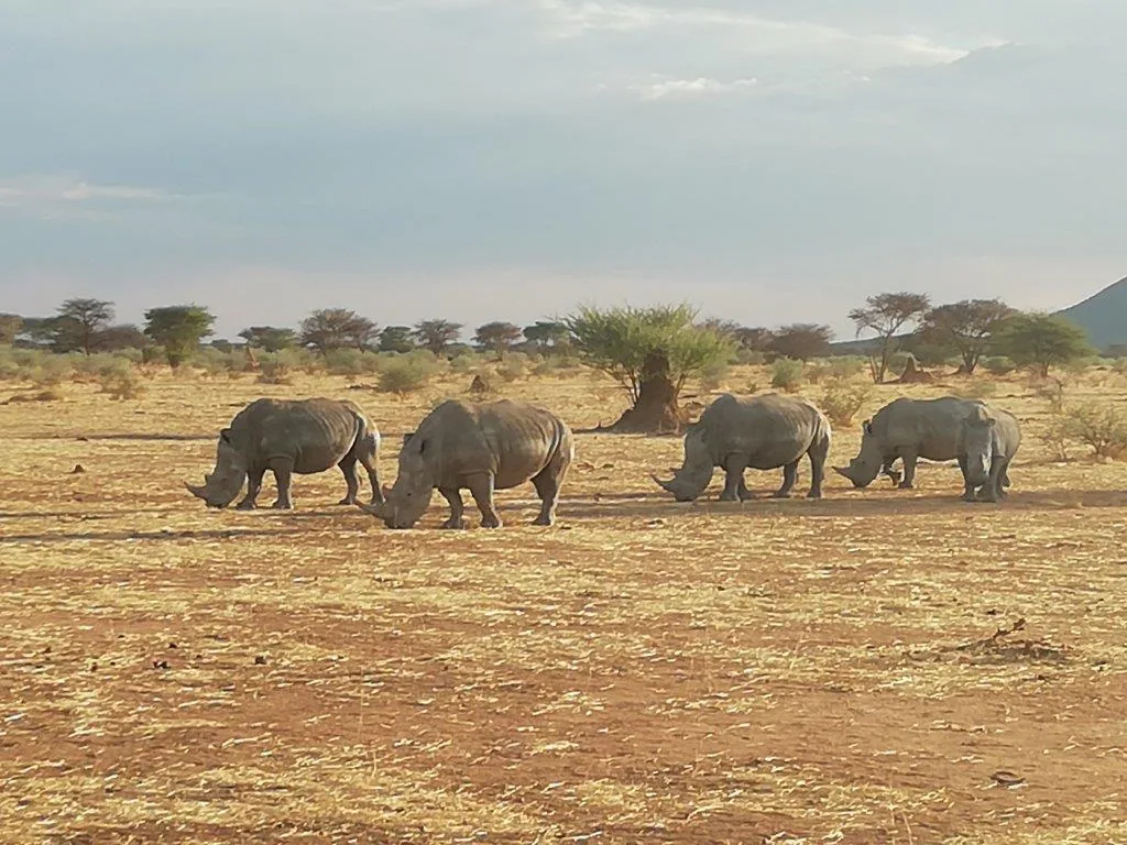Wildlife crossing the open Etosha landscape